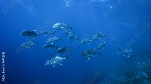 Obraz Wolf Pack (Trevally)