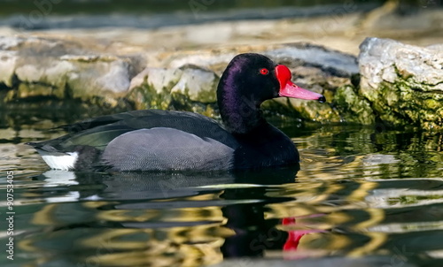 Rosy-billed or rosybill pochard duck, netta peposaca photo