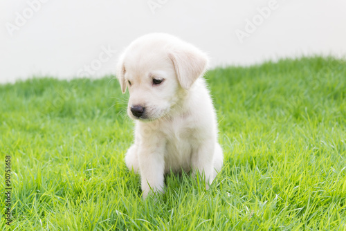 Labrador puppy