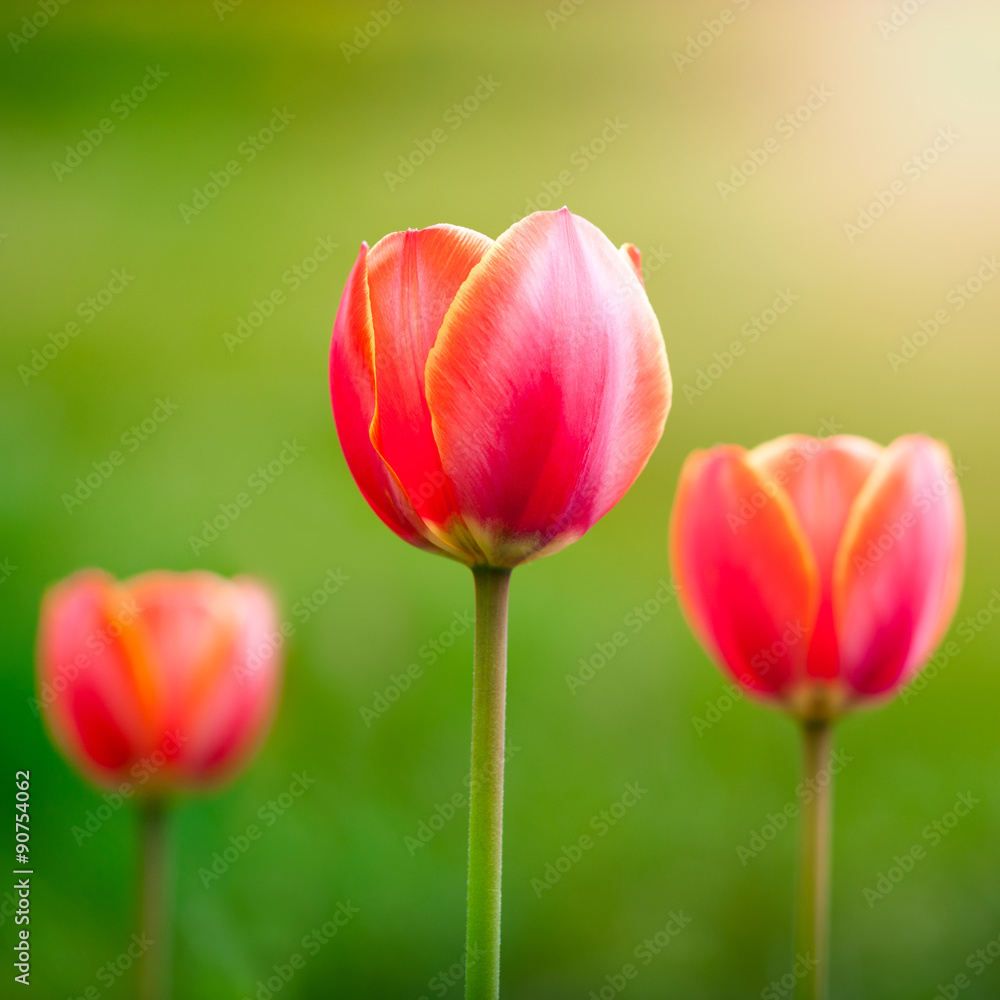 Red tulips on the background of the field and the sun Red tulips on the background of the field and the sun