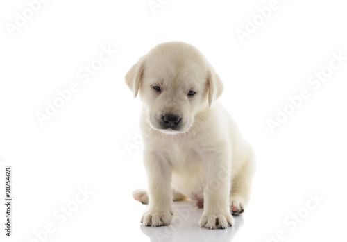 Golden Labrador Puppy isolated