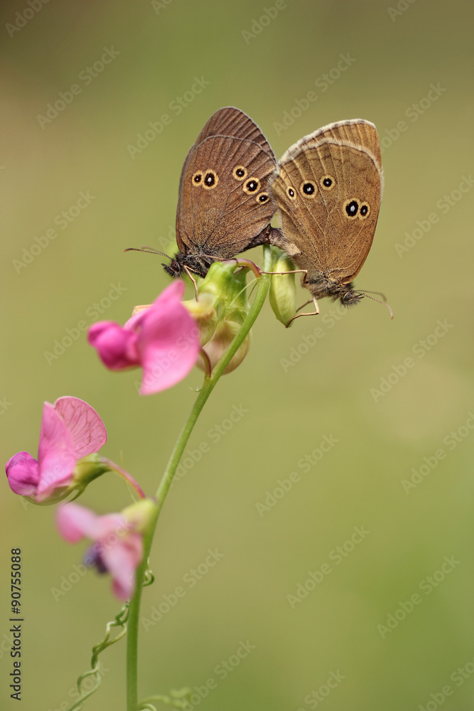 Obraz premium Ringlet (Aphantopus hyperantus) - mating butterflies 
