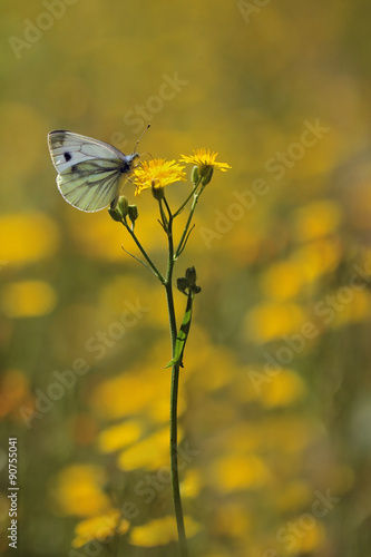 Yellow flowers and butterfly - Green-veined White butterfly, Pieris napi © butterfly-photos.org