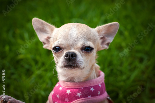 Canvas-taulu big-eared doggie