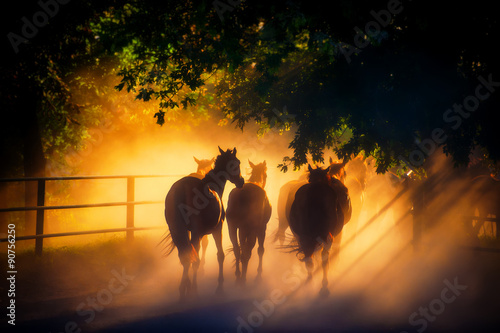 Herd of Horses is Coming Back From Pasture. Haze Orange Horses Mammal Farm Running © APHOTOSTUDIO