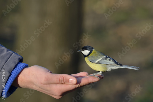Great tit bird standing on human hand and feeding