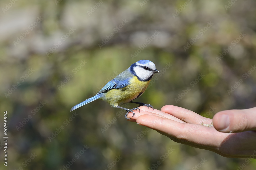 Fototapeta premium Eurasian blue tit standing on human hand and feeding