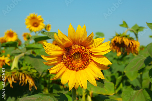 Beautiful sunflower  closeup