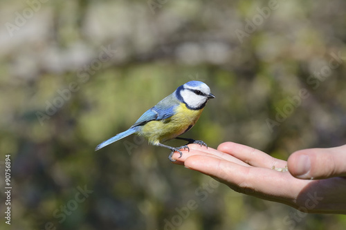 Eurasian blue tit standing on human hand and feeding