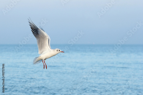 Flying Black-headed Gull (Chroicocephalus ridibundus)