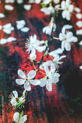 Blossom branch of cherry-tree © Natasha Breen