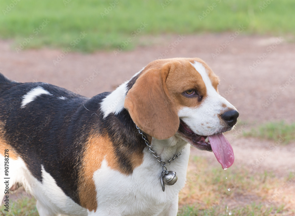 tired beagle and tongue hanging