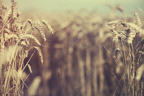 Wheat Ears Background, Natural Frame with Vintage Effect