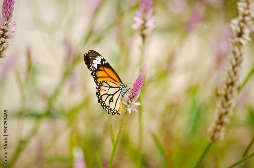 Naklejka premium orange butterfly on flower