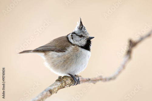 Crested tit