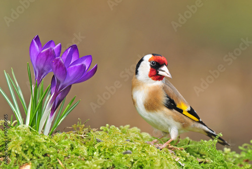 Photographie Goldfinch