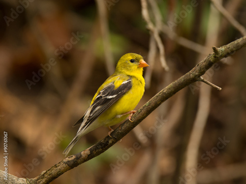 American Goldfinch © Riverwalker