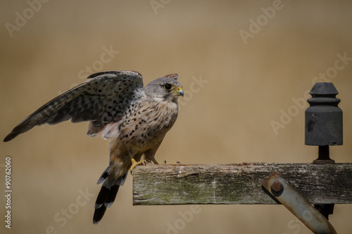 UK wild landing Kestrel photo