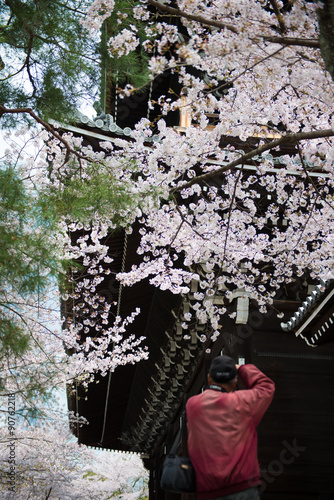 桜とカメラマン