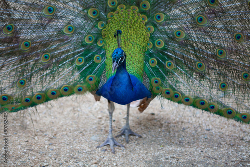 Beautiful peacock close up