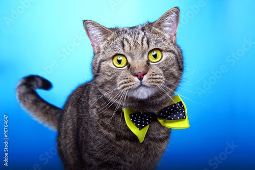 Beautiful stylish british cat. Animal portrait. British cat with bow-tie is lying. Blue background. Colorful decorations. Collection of funny animals