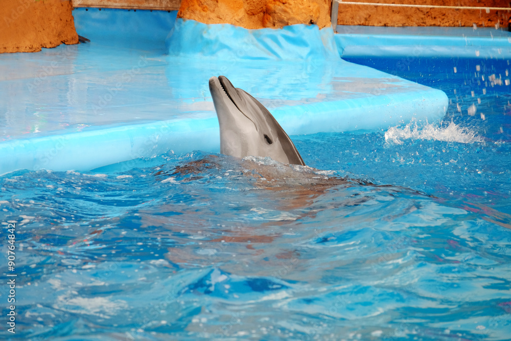 Cute dolphin in the dolphinarium