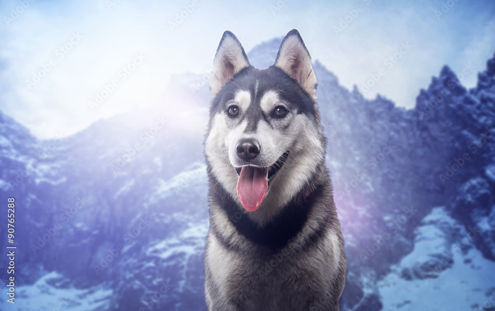 Fototapeta premium Beautiful siberian husky. Pedigree dog. Beautiful husky dog looking at the camera