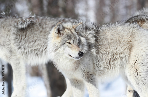 loup en hiver © karlumbriaco