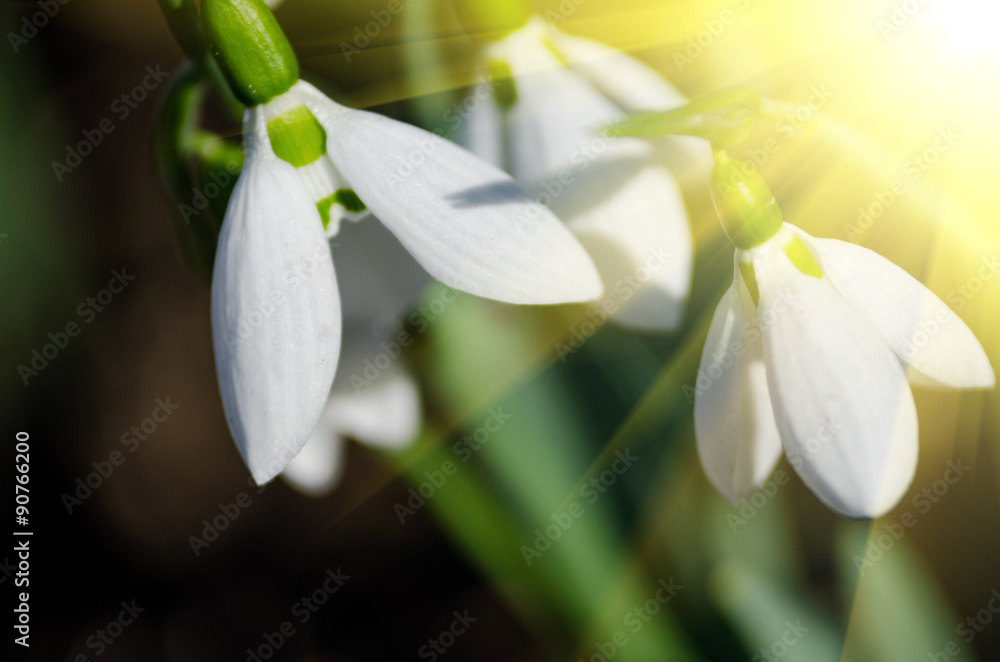Fototapeta premium snowdrop
