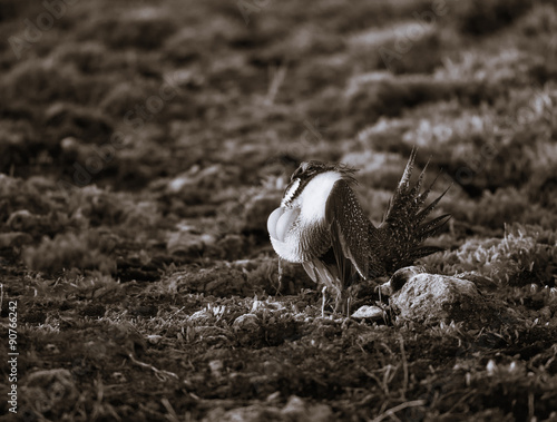 Greater Sage Grouse on Lek