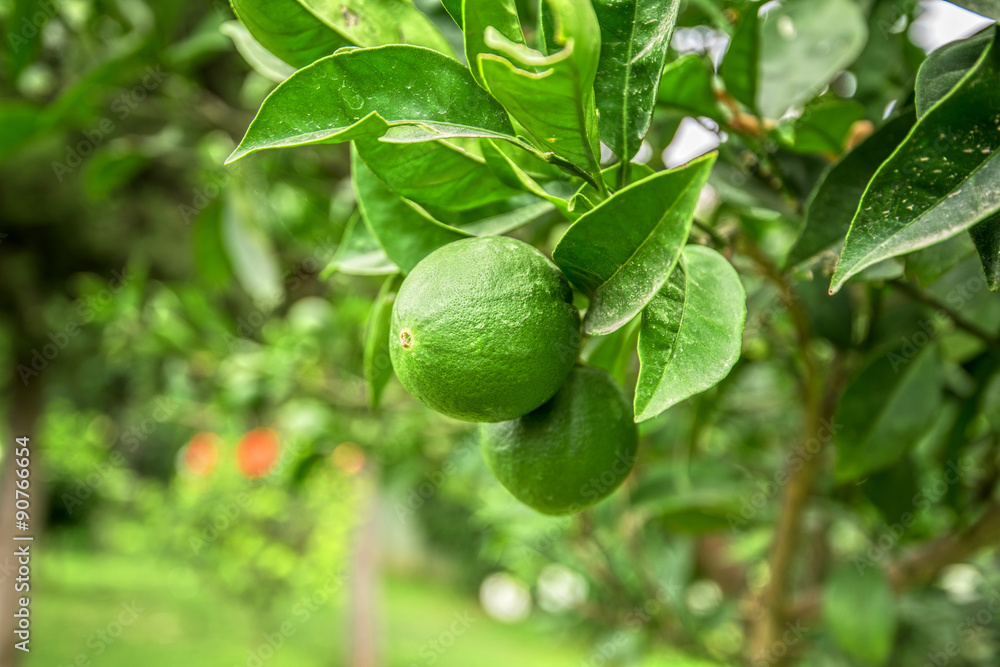 Lime tree