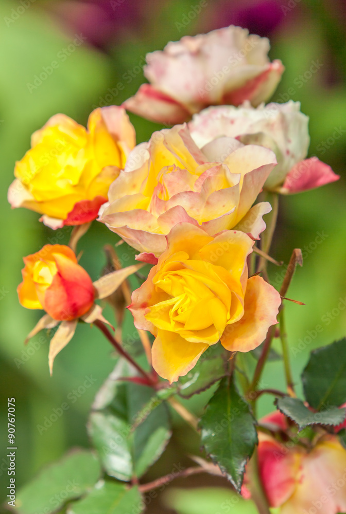 roses rustiques