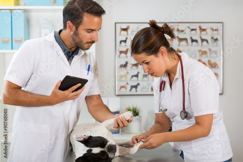 Veterinary clinic with a French bulldog