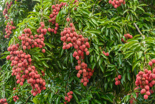 Bunch of lychees
