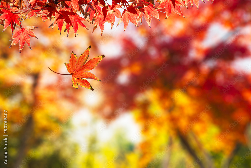 Autumn Leaf. Concept for Autumn Season Autumn Leaf. Concept for Autumn Season