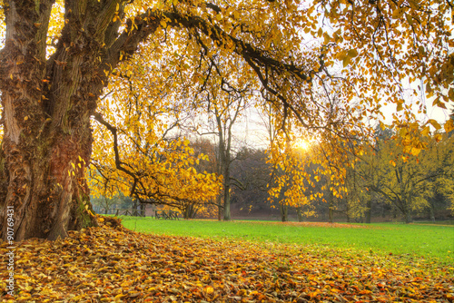 Autumn. Fall. Autumnal Park.