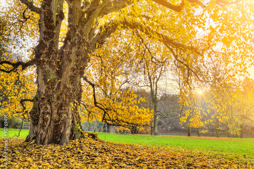 Autumn. Fall. Autumnal Park.