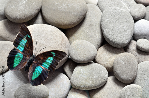 Butterfly and stones