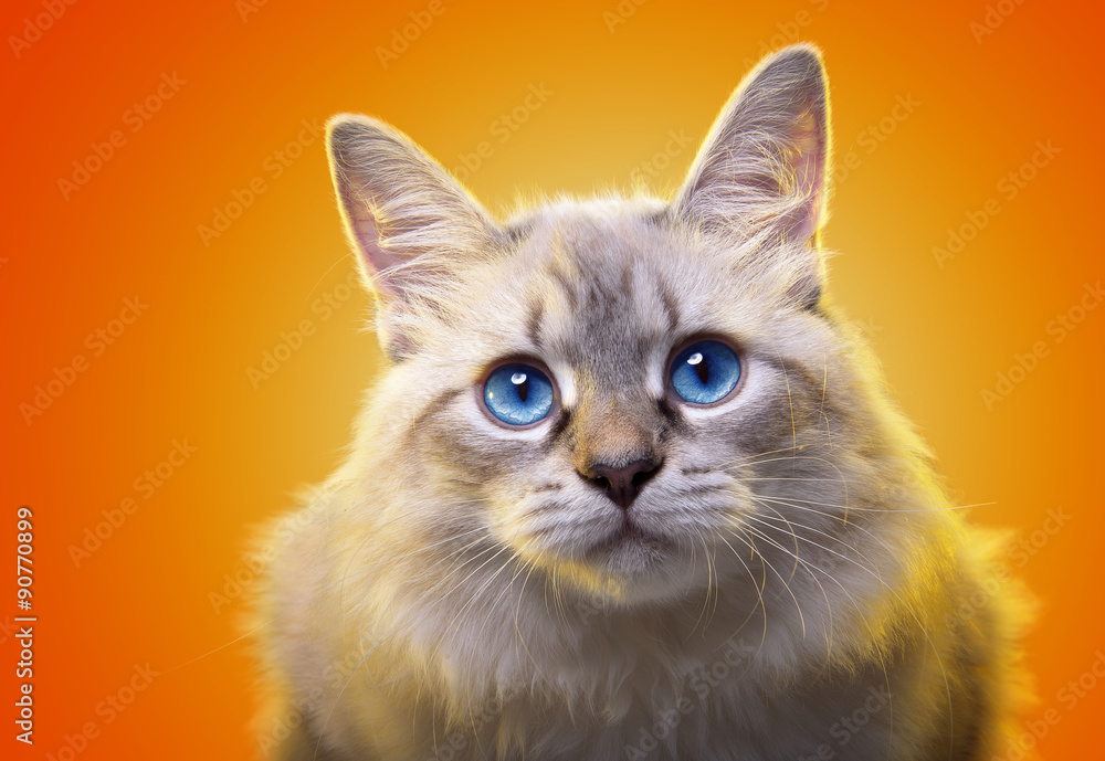 Beautiful stylish purebred cat. Animal portrait. Purebred cat is sitting. Red background. Colorful decorations. Collection of funny animals