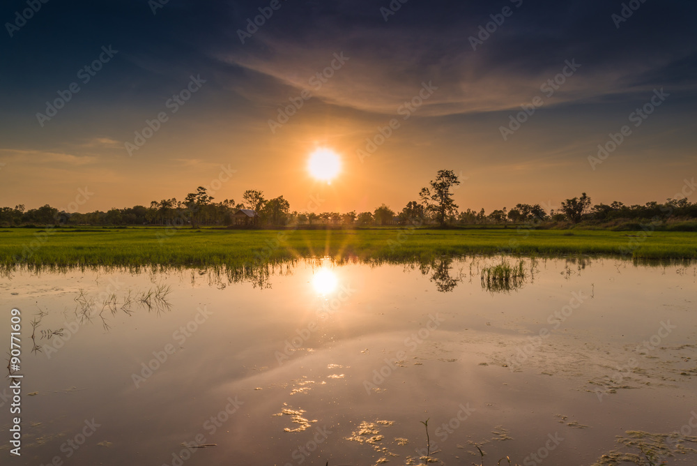 Rice fields and Sunset