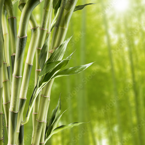 Fototapeta Naklejka Na Ścianę i Meble -  Fresh Bamboo