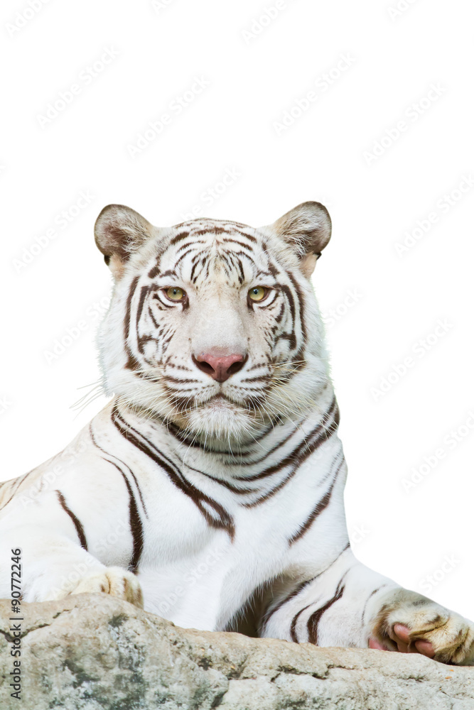 Obraz premium Tiger face