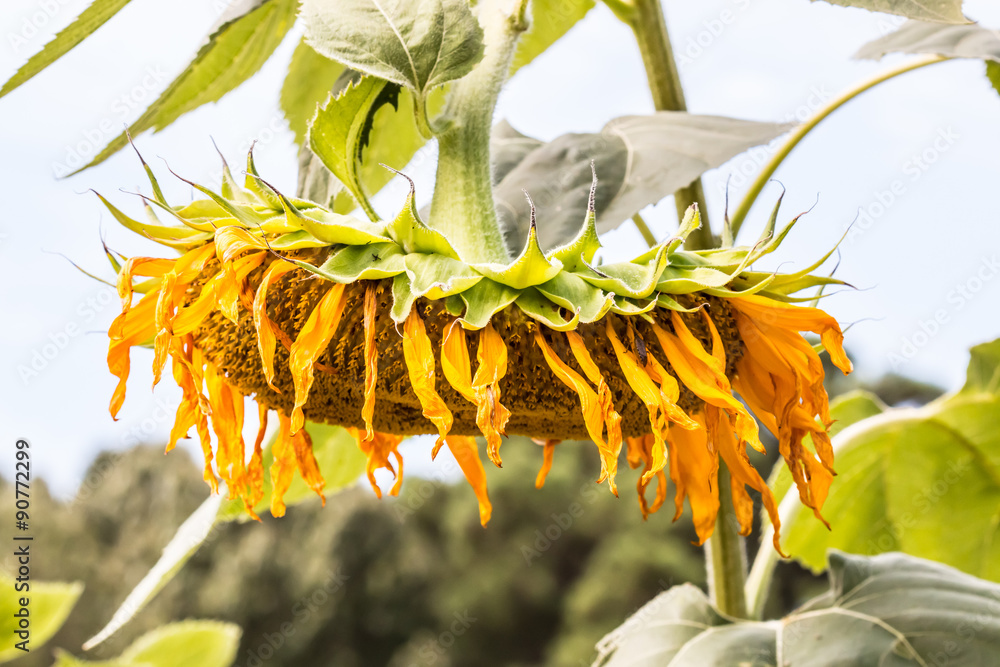 Fototapeta premium Dying and Wilted Sunflower Plant