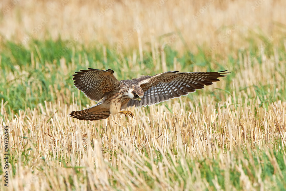 Fototapeta premium Red-footed falcon (Falco vespertinus)