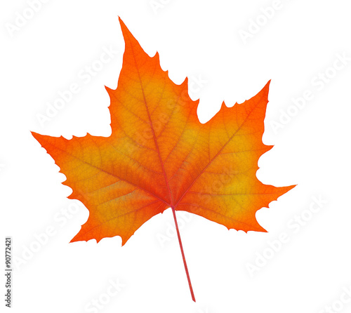 autumn maple leaf isolated on white background