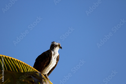 Osprey or Fish Hawk on a palm leave in Florida at dawn