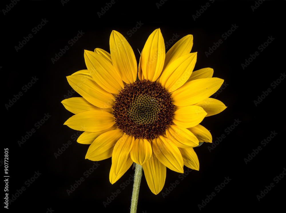 Fototapeta premium Ornament Sunflower. Sunflower isolated on white background.