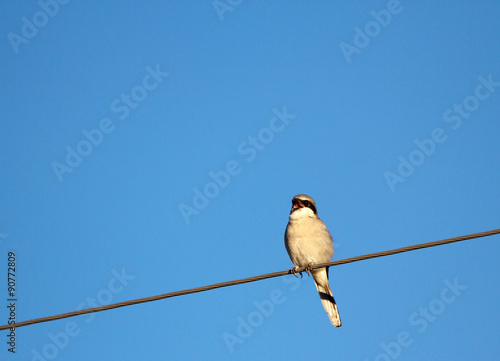 Northern Shrike sings against a blue New Mexico sky © Martha Marks
