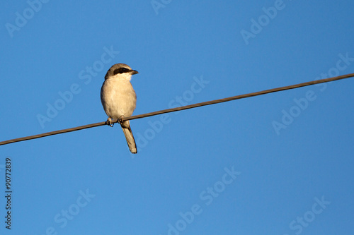 Northern Shrike, a predatory songbird, against a blue New Mexico sky © Martha Marks