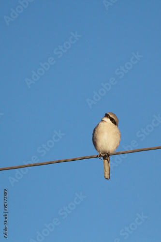 Northern Shrike, a predatory songbird, against blue sky in New Mexico © Martha Marks